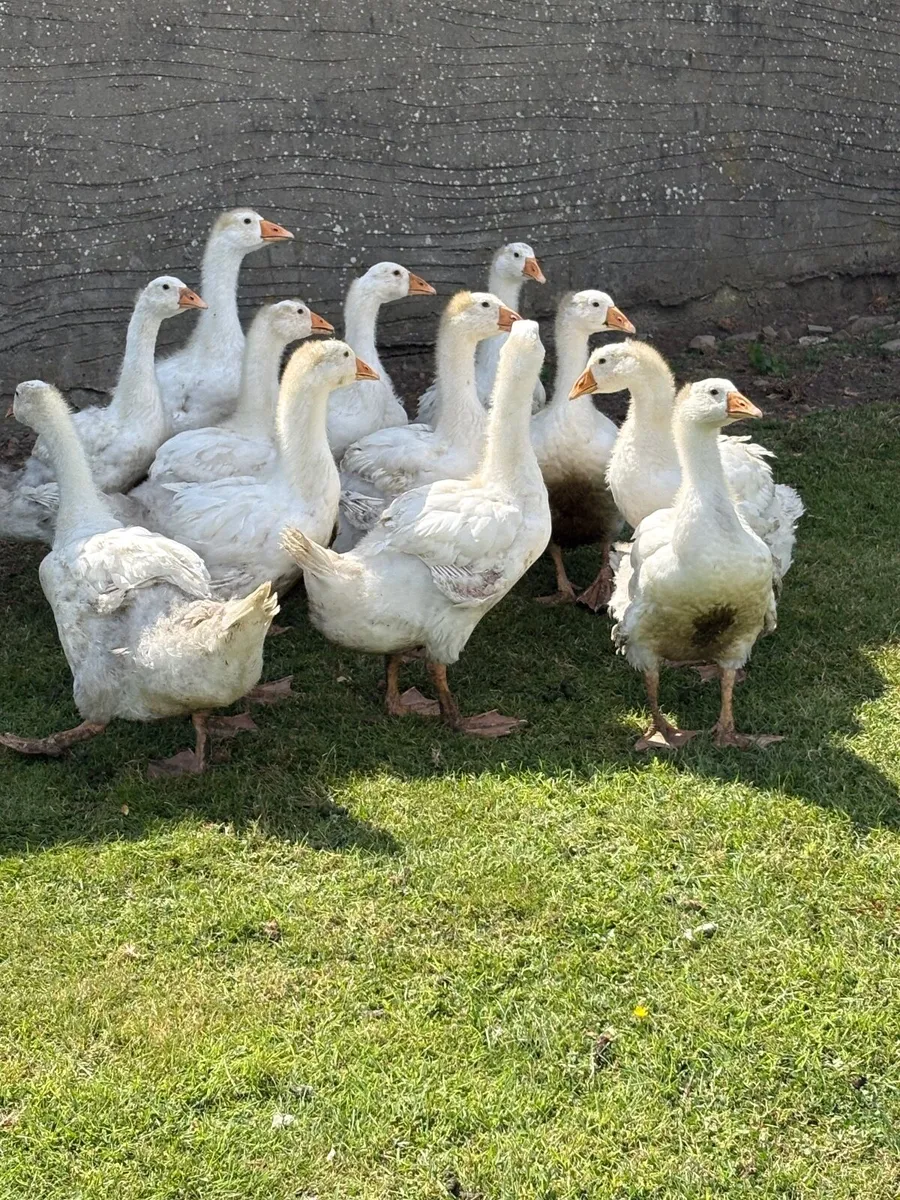 Geese - Image 1
