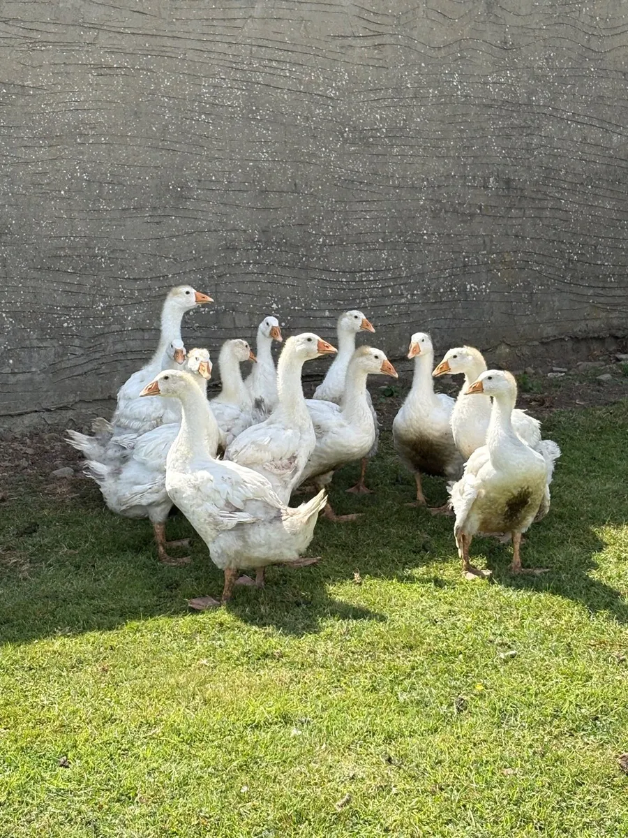 Geese - Image 2