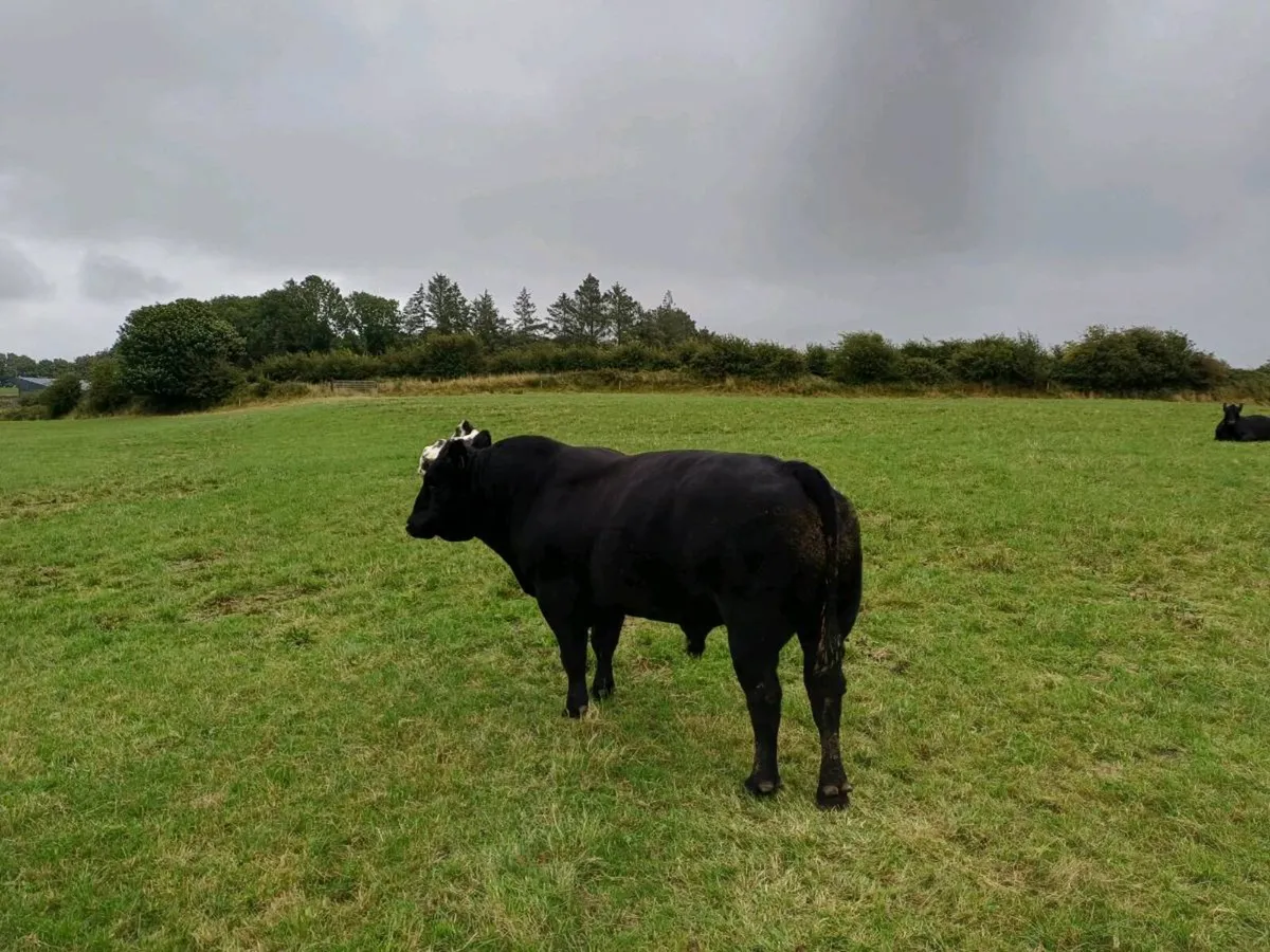 Pedigree Aberdeen Angus Bull for sale - Image 1