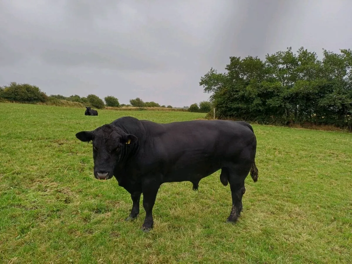Pedigree Aberdeen Angus Bull for sale - Image 2