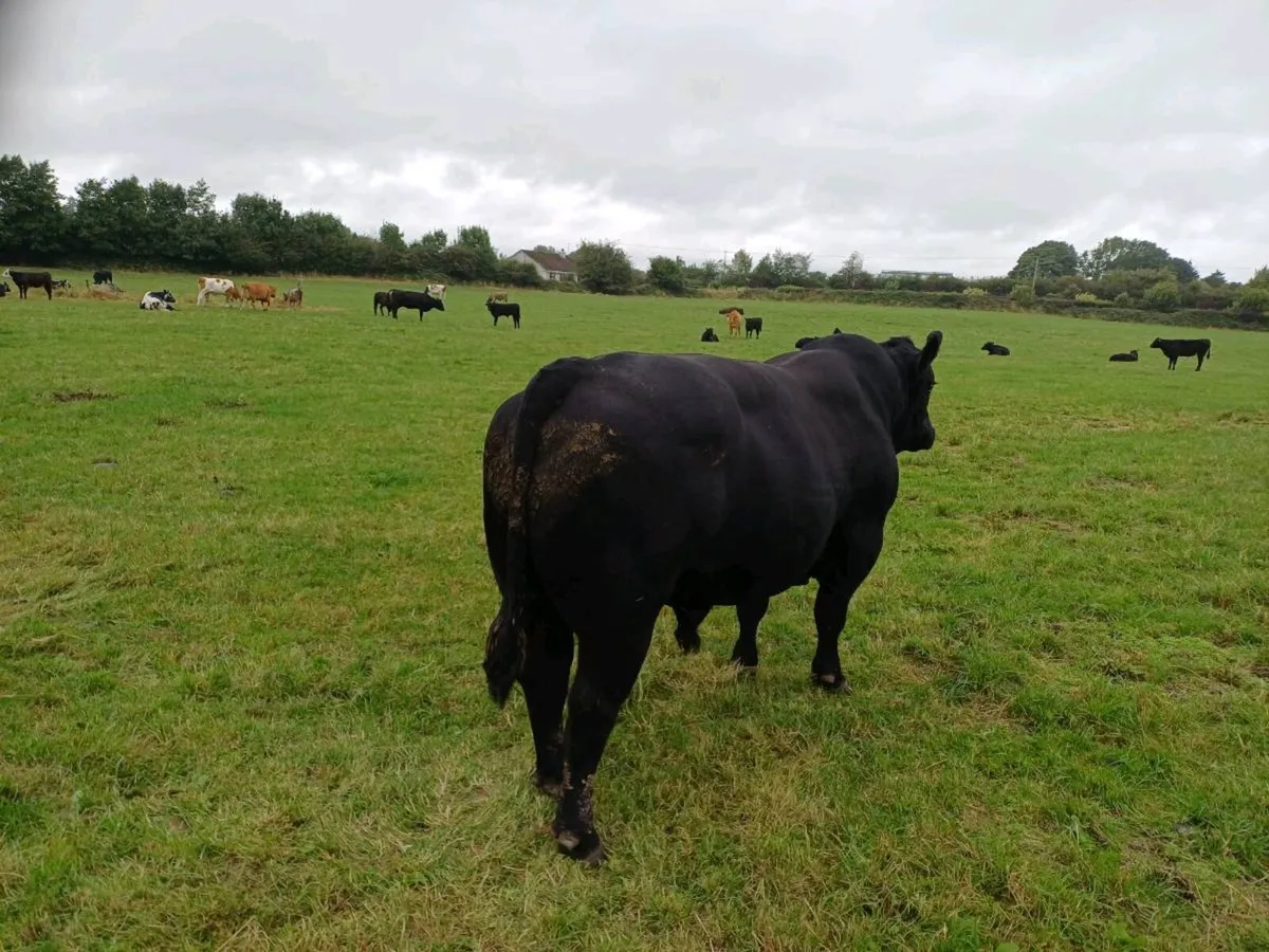 Pedigree Aberdeen Angus Bull for sale - Image 3