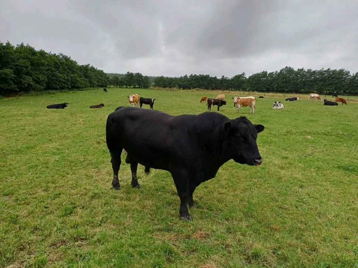Pedigree Aberdeen Angus Bull for sale - Image 4