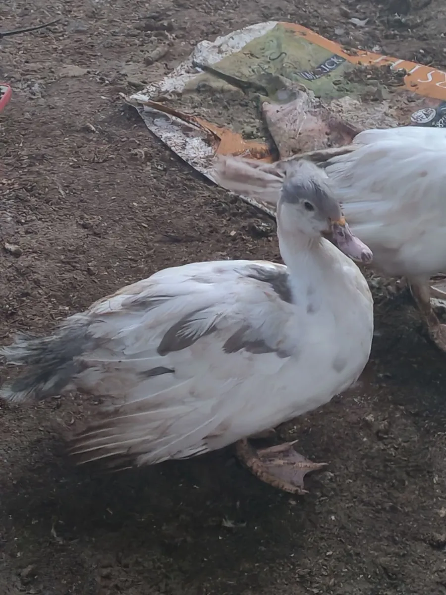 Laying ducks and bantam roosters - Image 4