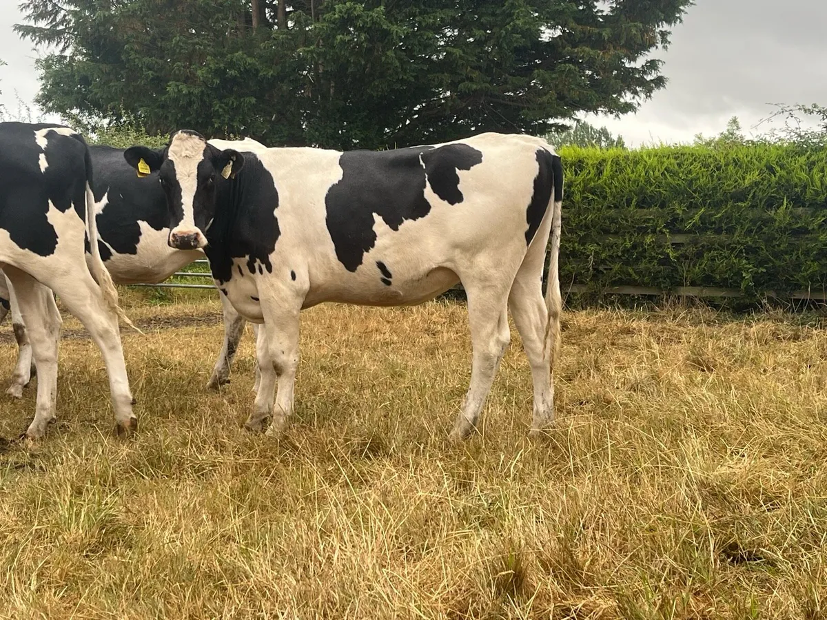 30 Spring Calving Pedigree Heifers - Image 1