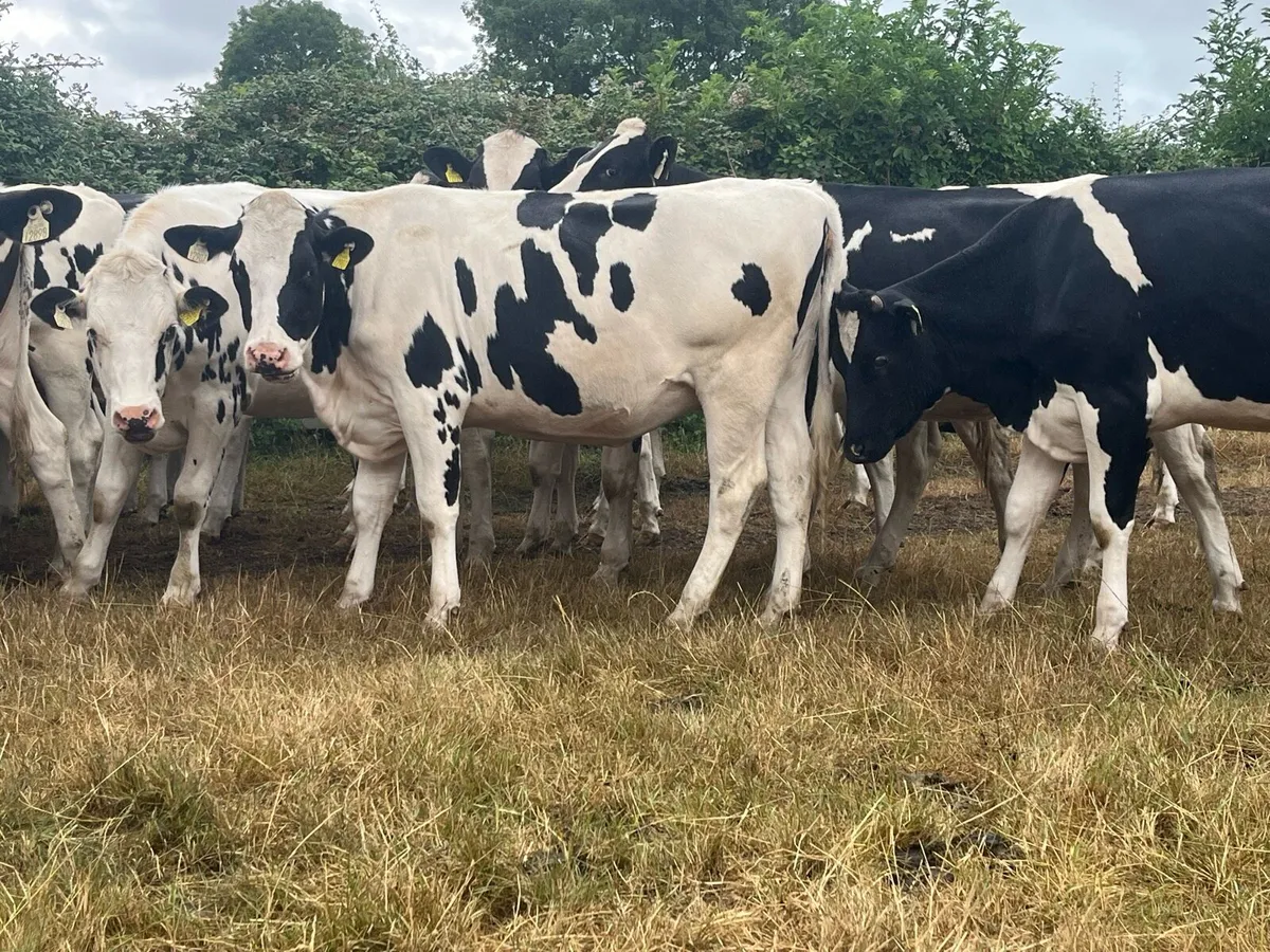 30 Spring Calving Pedigree Heifers - Image 2