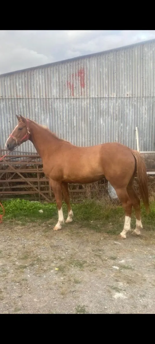 4 year old Filly - Image 1