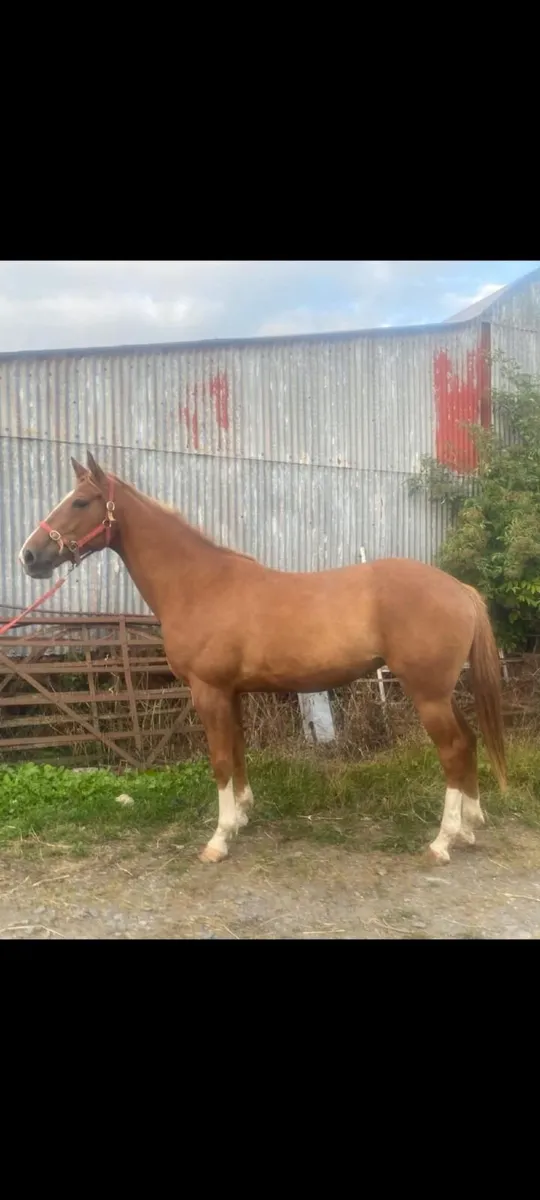 4 year old Filly - Image 2