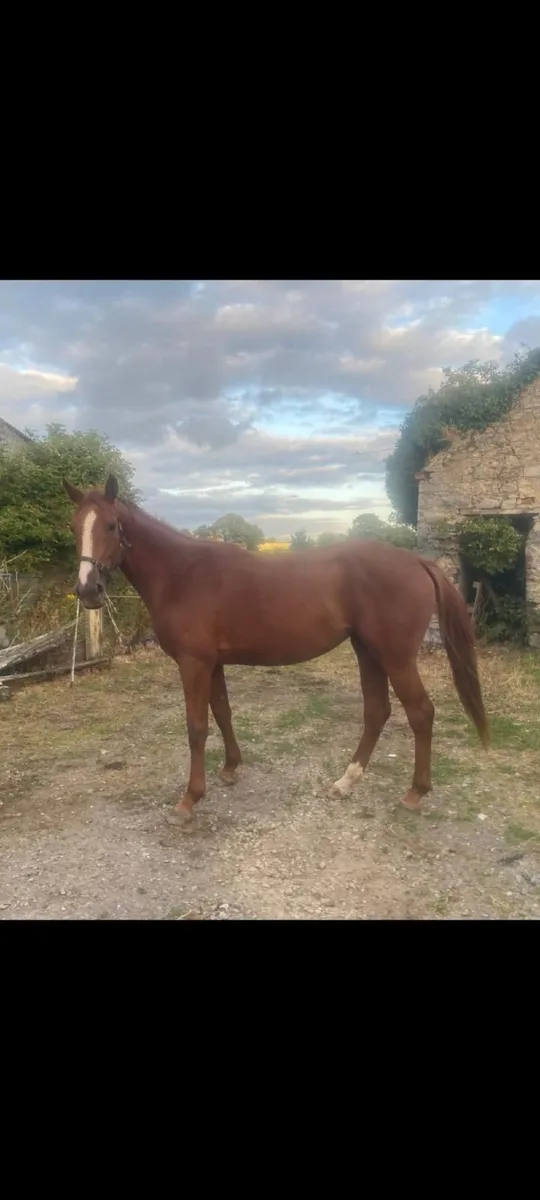 3 year old Filly - Image 1