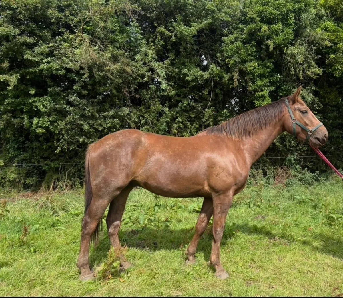 16.3hh 3yo Traditional Irish Sport Horse Gelding - Image 2