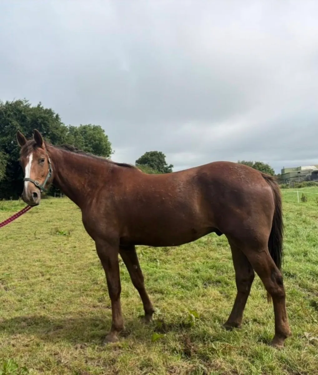 16.3hh 3yo Traditional Irish Sport Horse Gelding - Image 1
