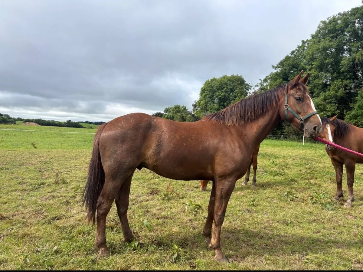 16.3hh 3yo Traditional Irish Sport Horse Gelding - Image 3