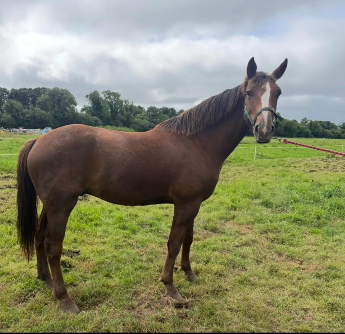 16.3hh 3yo Traditional Irish Sport Horse Gelding - Image 4