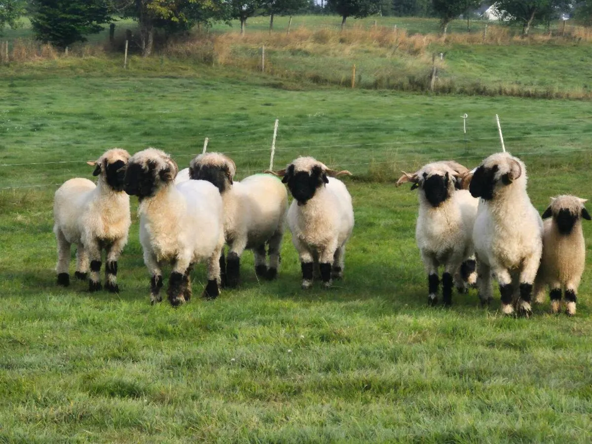 Valais blacknose sheep, ewes and ewe lambs - Image 2