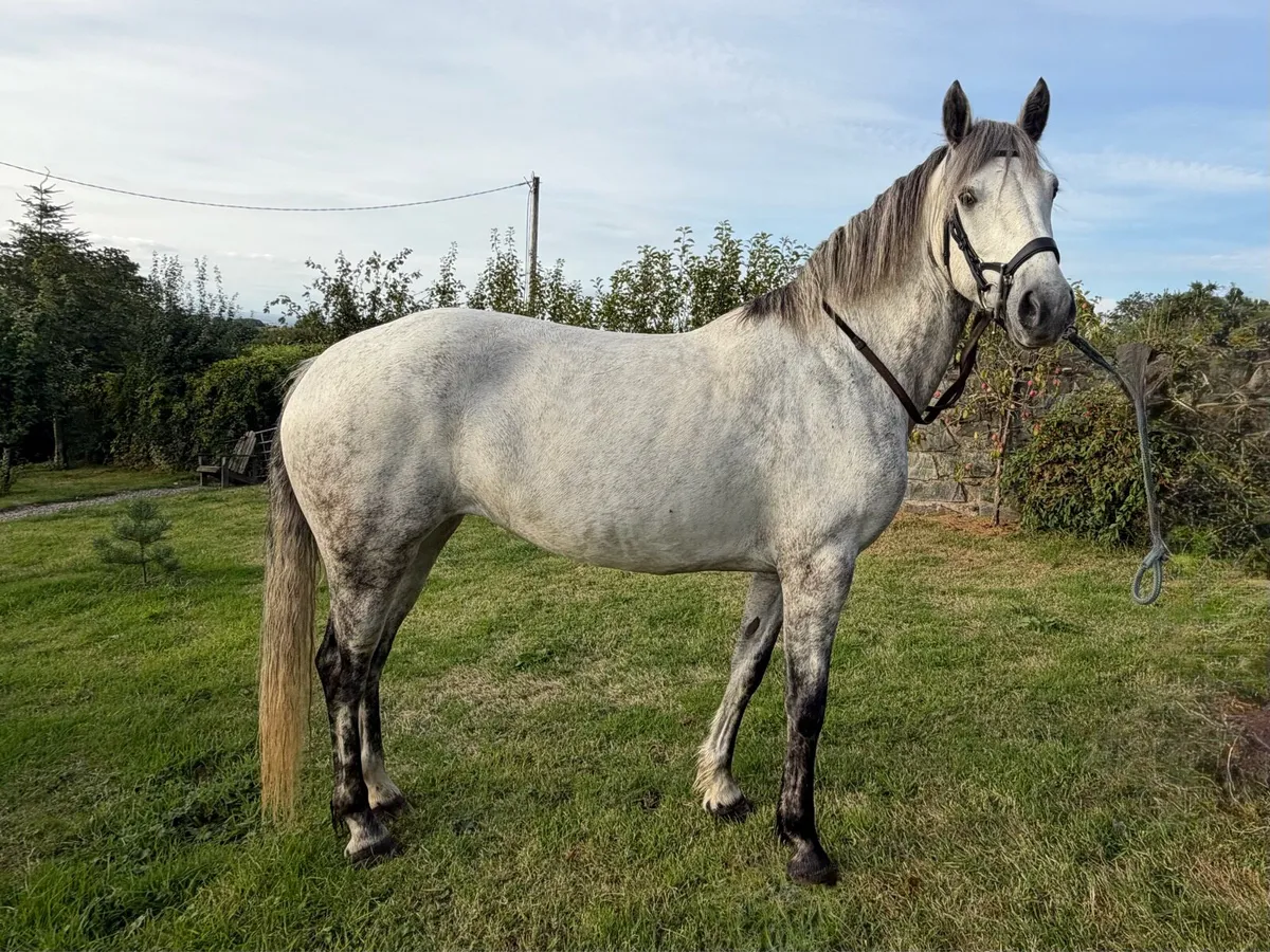 Beautiful 5 year old Connemara Mare - Image 1