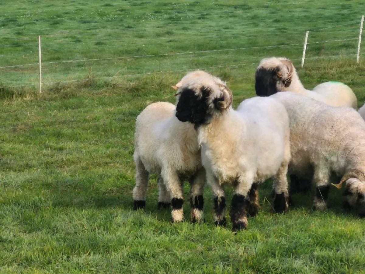 Valais blacknose sheep, ewes and ewe lambs - Image 3