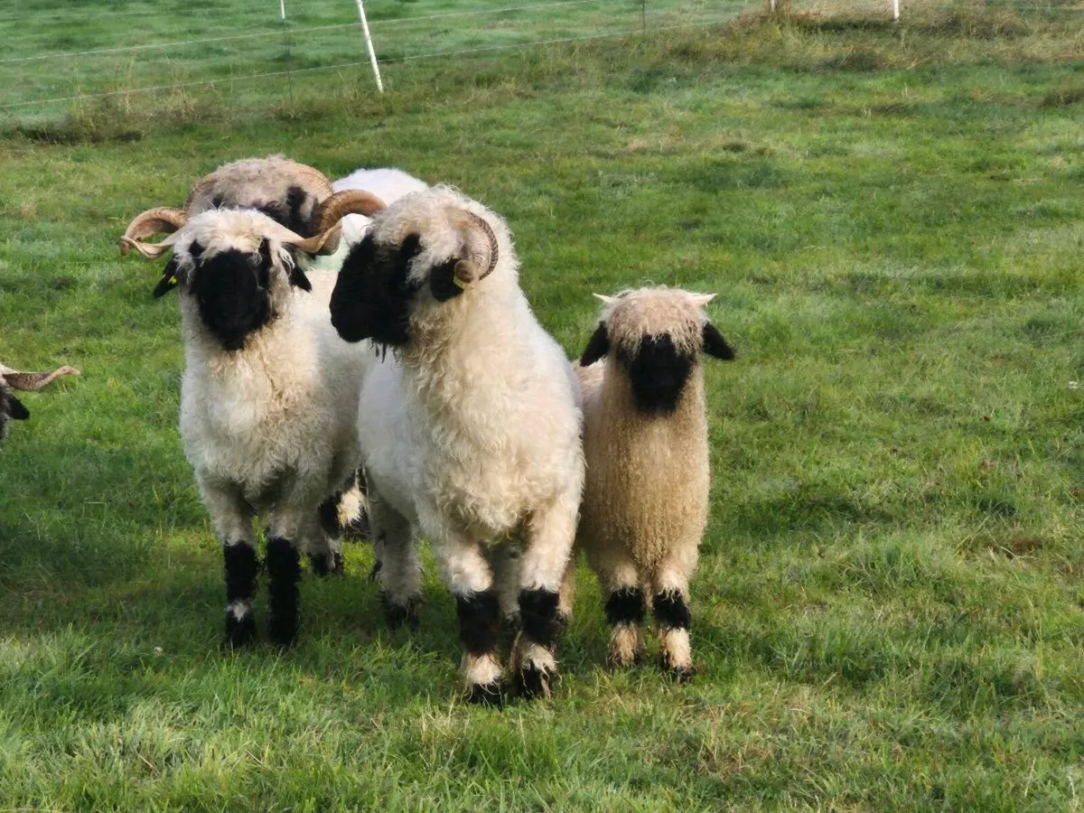 Valais blacknose sheep, ewes and ewe lambs - Image 4