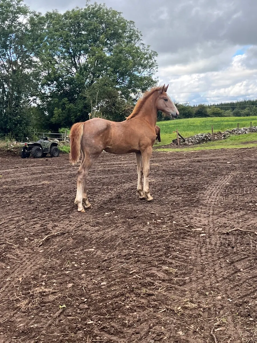 Irish Draught Colt - Image 1