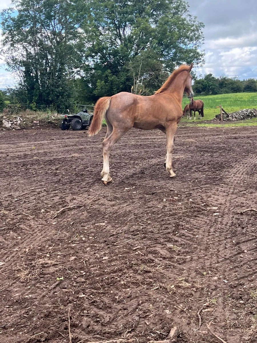 Irish Draught Colt - Image 2