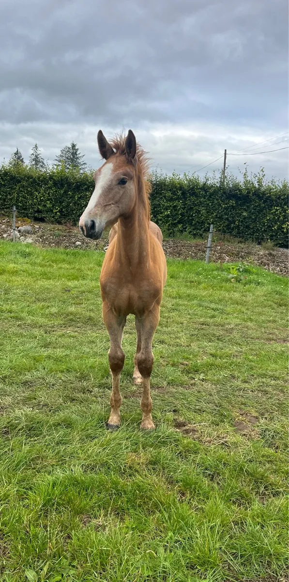 Irish Draught Colt - Image 3