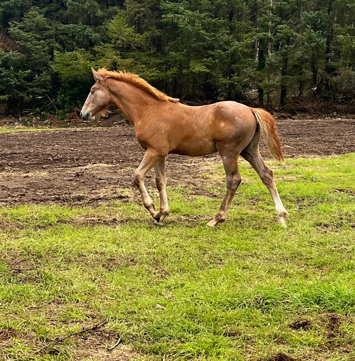 Irish Draught Colt - Image 4