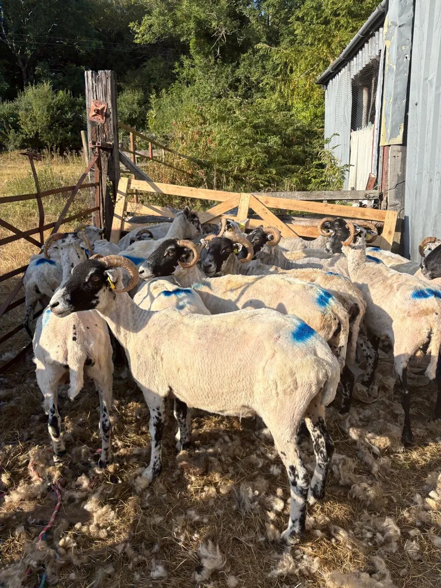 Mountain Ewes