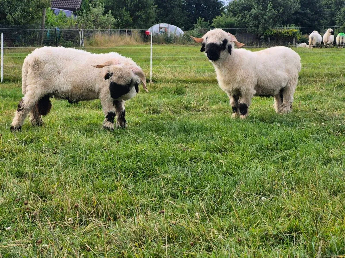Valais blacknose sheep, rams - Image 2