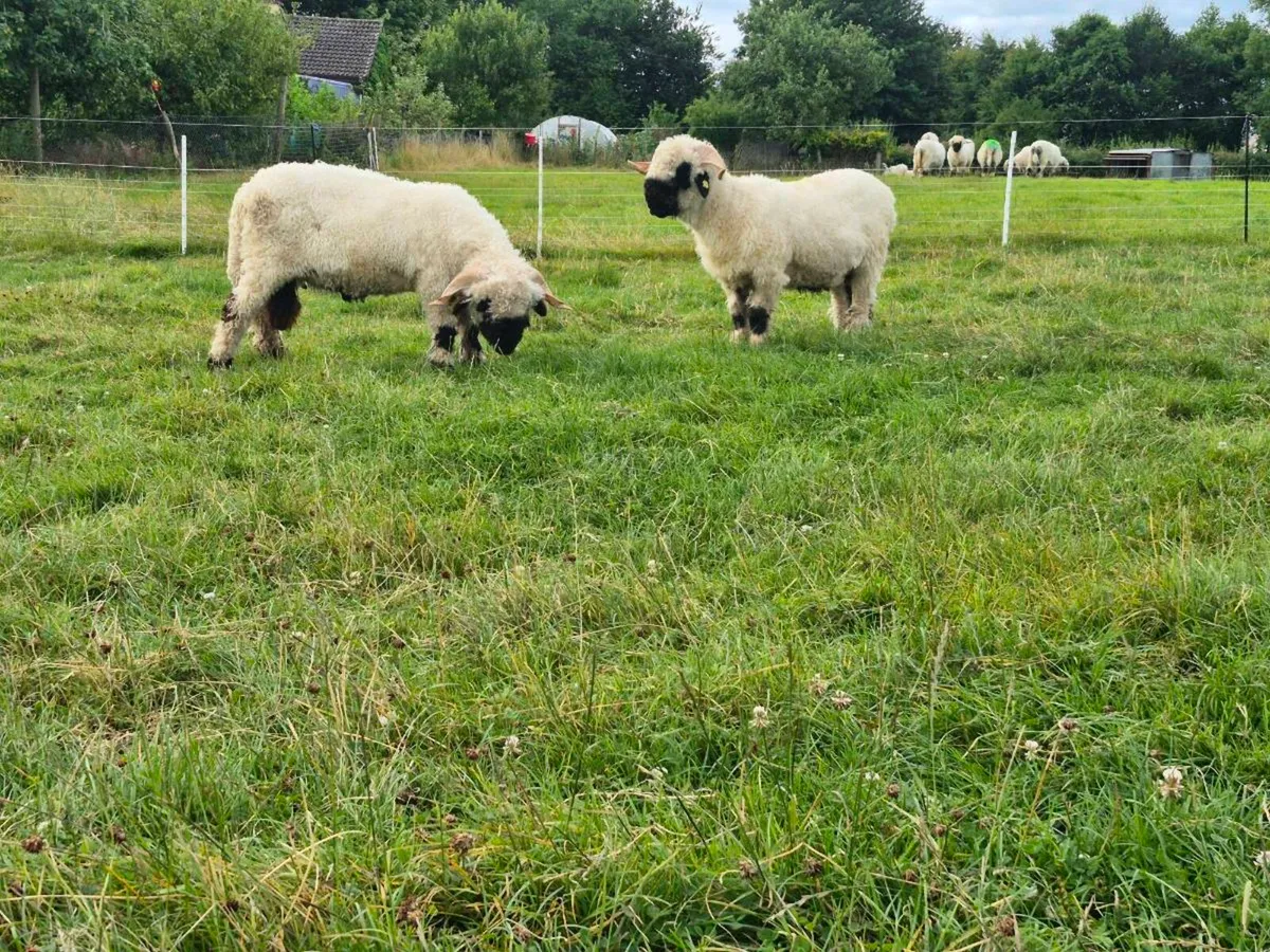 Valais blacknose sheep, rams - Image 3