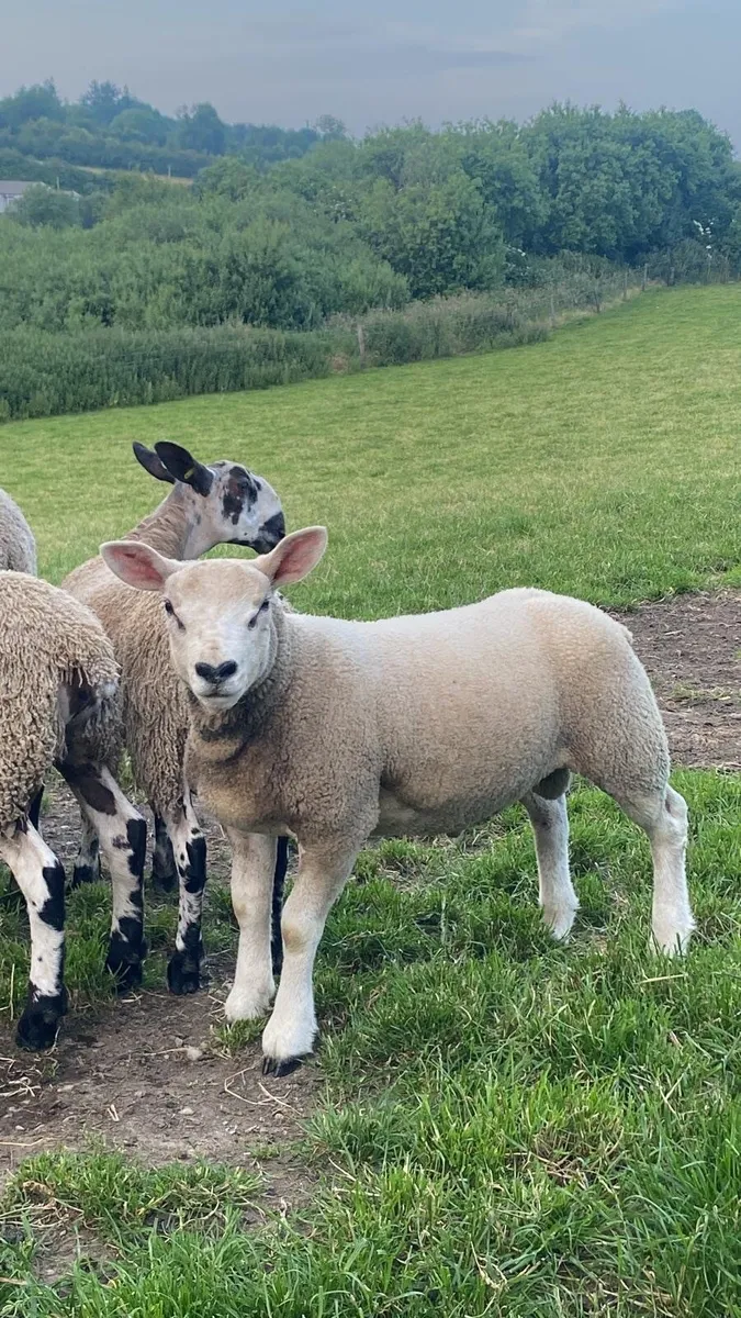 Livestock - Image 1