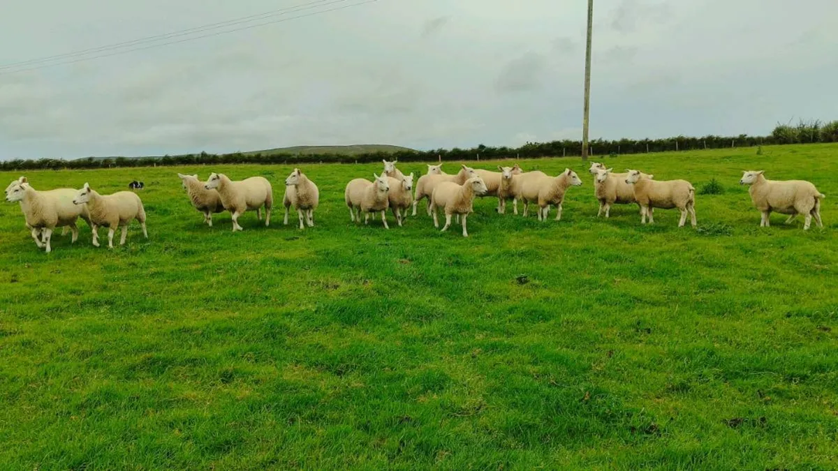 Pedigree Lleyn Ewe Lamb's - Image 1