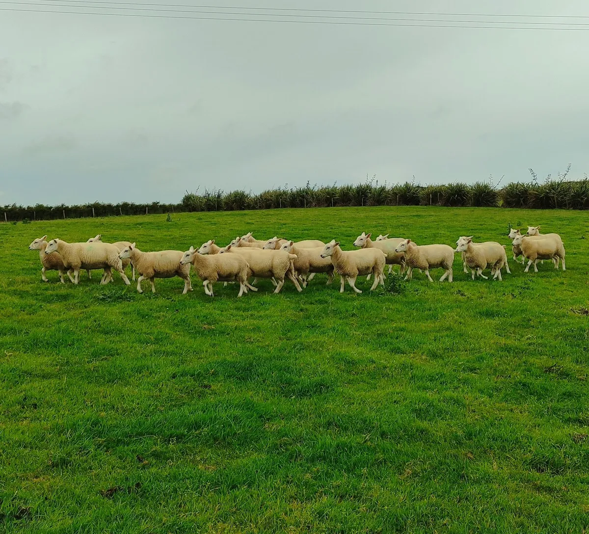 Pedigree Lleyn Ewe Lamb's - Image 2