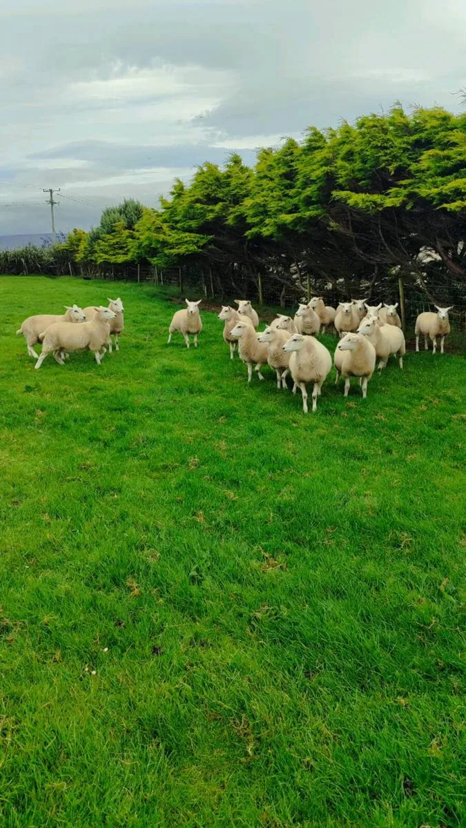 Pedigree Lleyn Ewe Lamb's - Image 3