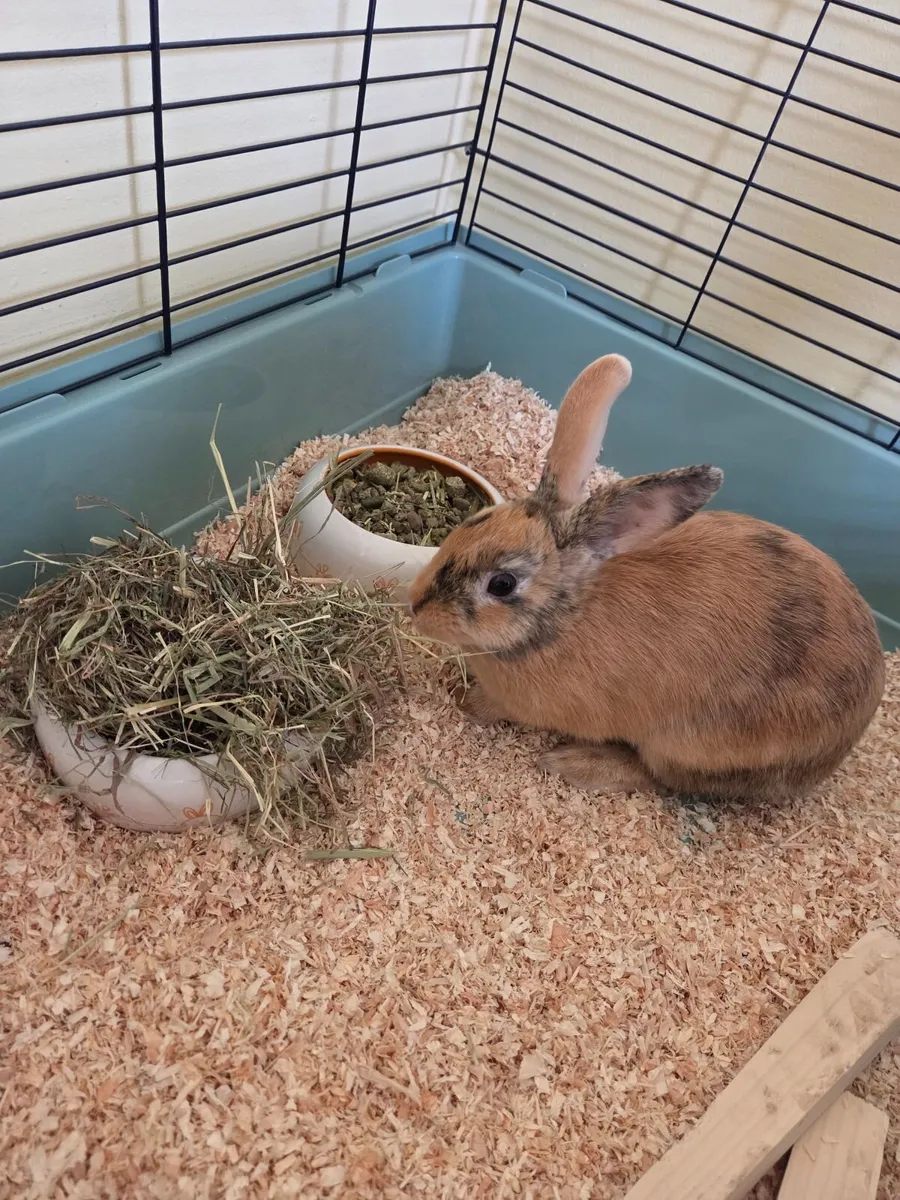 Bunny - Image 1