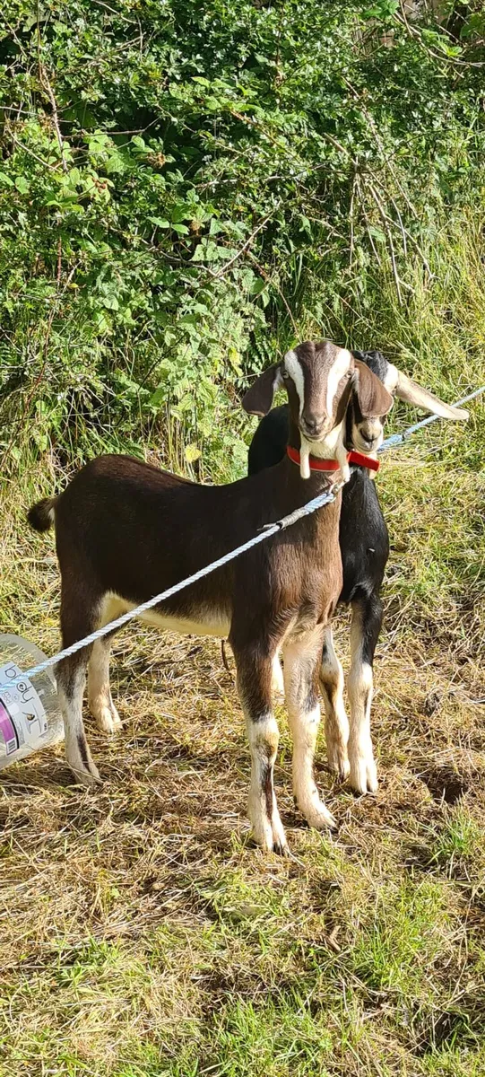 2 x Nubian Billy goat kids - Image 2