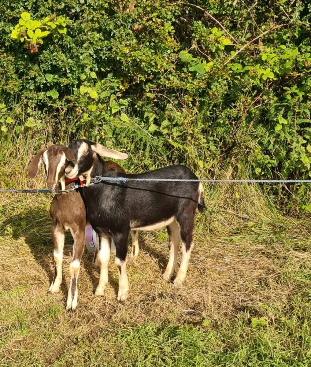 2 x Nubian Billy goat kids - Image 1