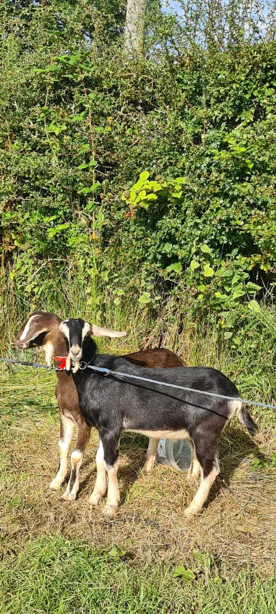 2 x Nubian Billy goat kids - Image 3