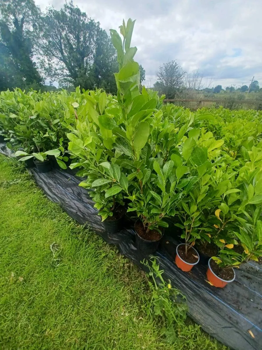 Laurel - Image 2