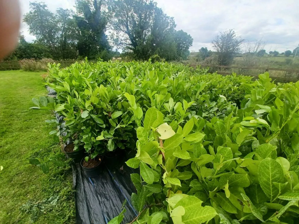 Laurel - Image 3