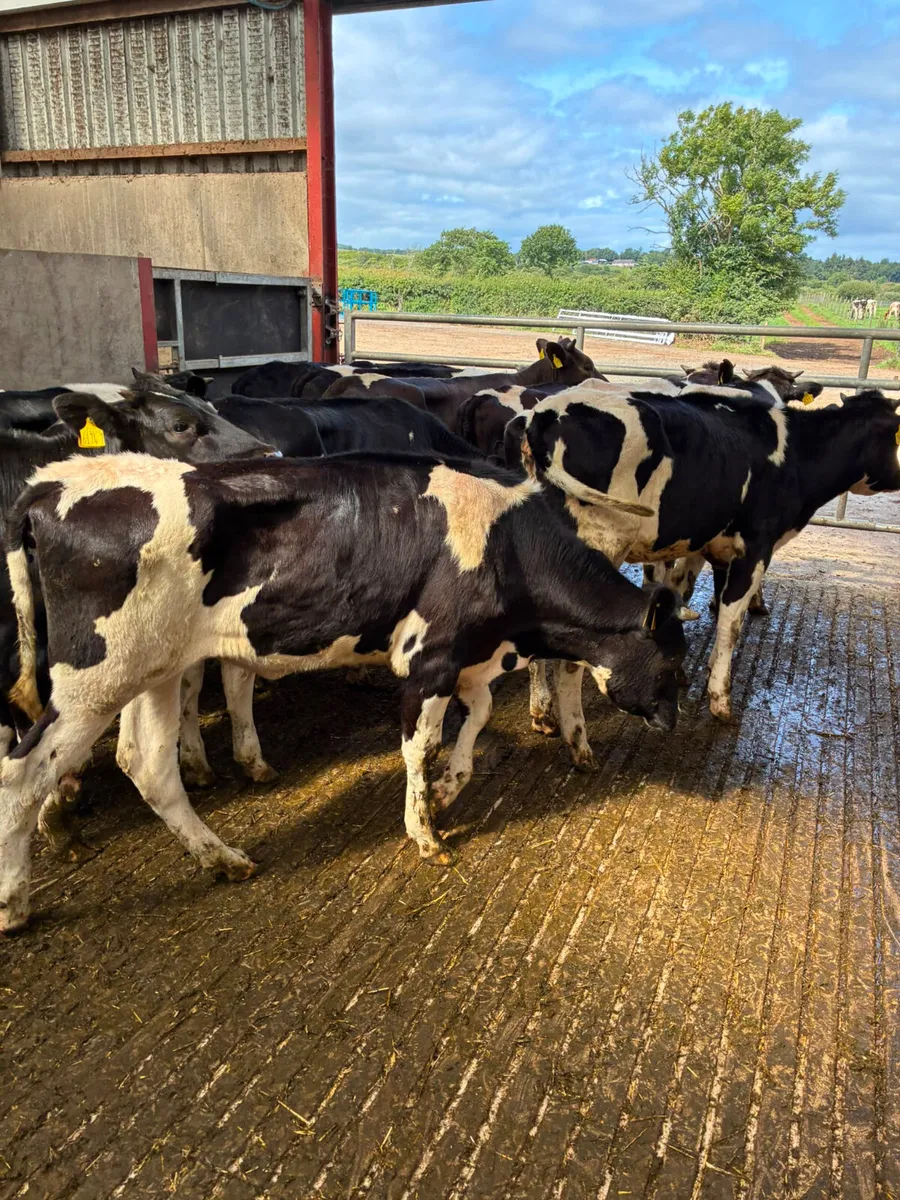 Correct Friesian heifers - Image 3