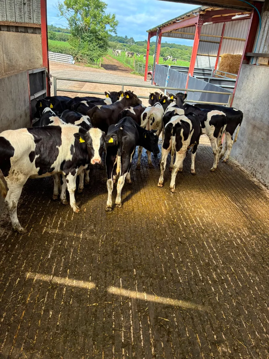Correct Friesian heifers - Image 4