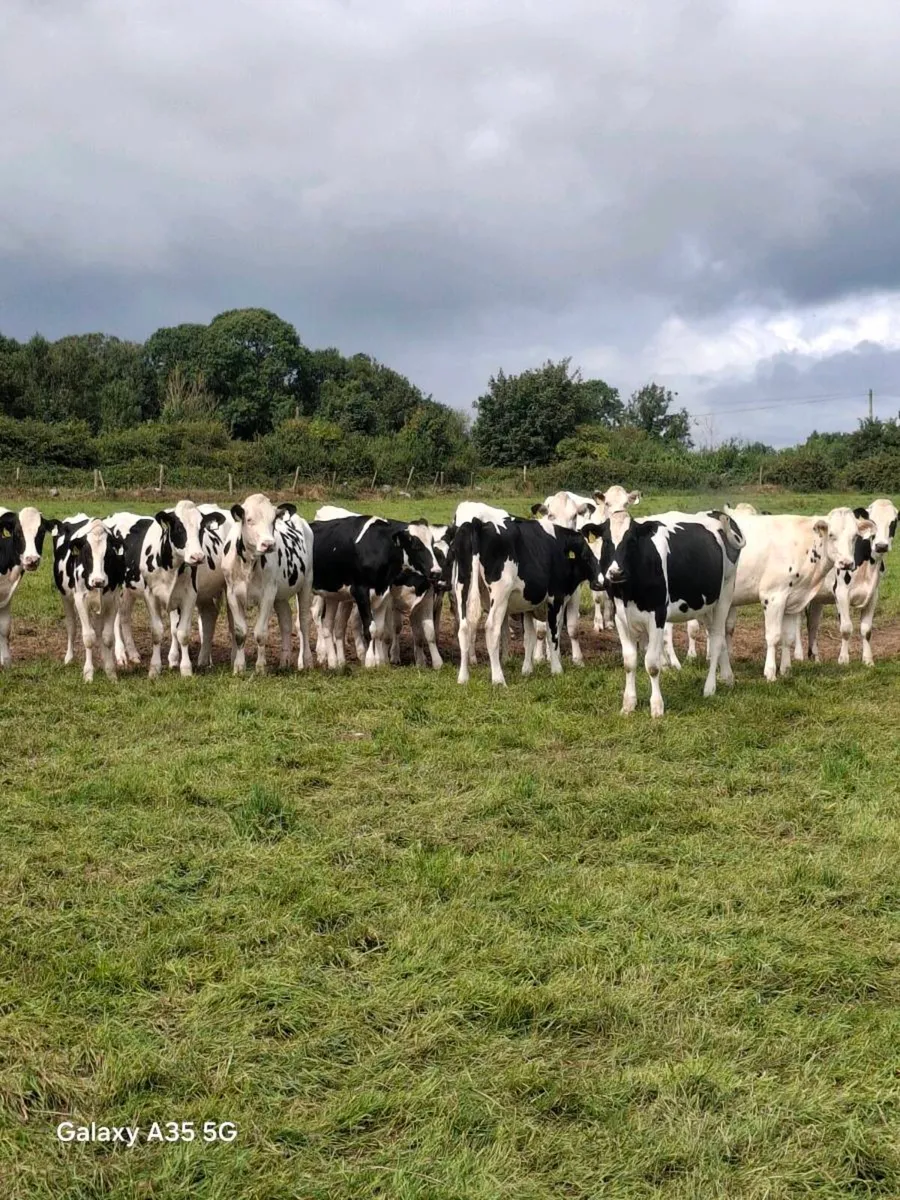 27 Top Quality Pedigree Holstein Friesian Maiden H - Image 1