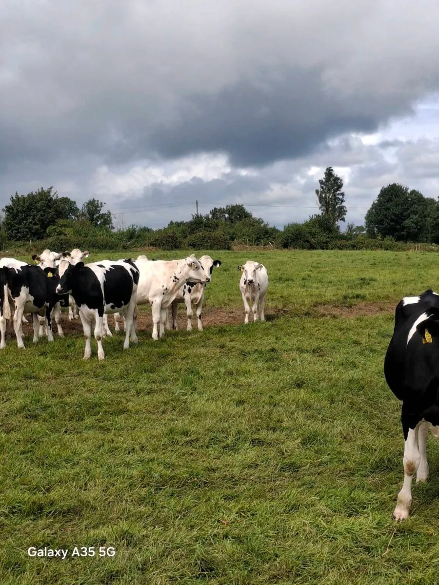 27 Top Quality Pedigree Holstein Friesian Maiden H - Image 2