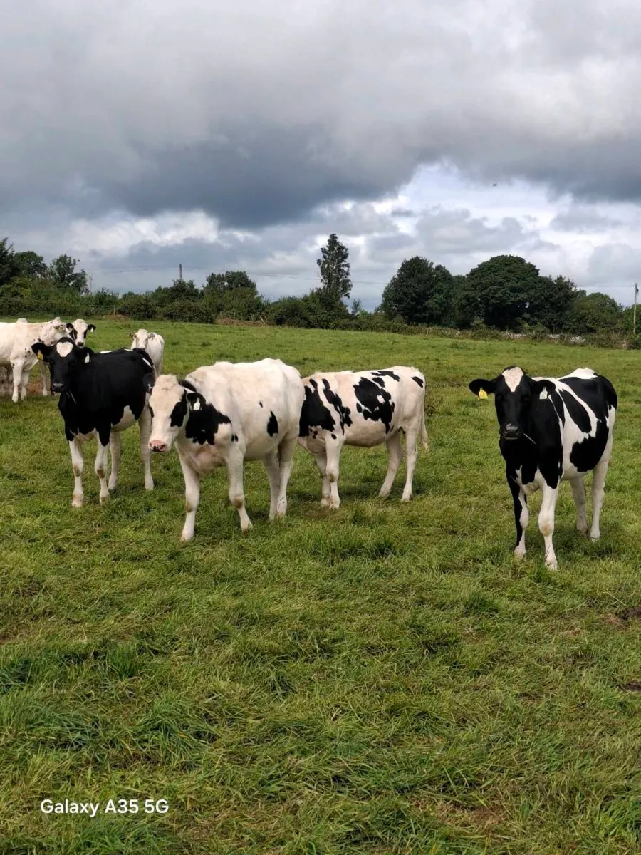 27 Top Quality Pedigree Holstein Friesian Maiden H - Image 3