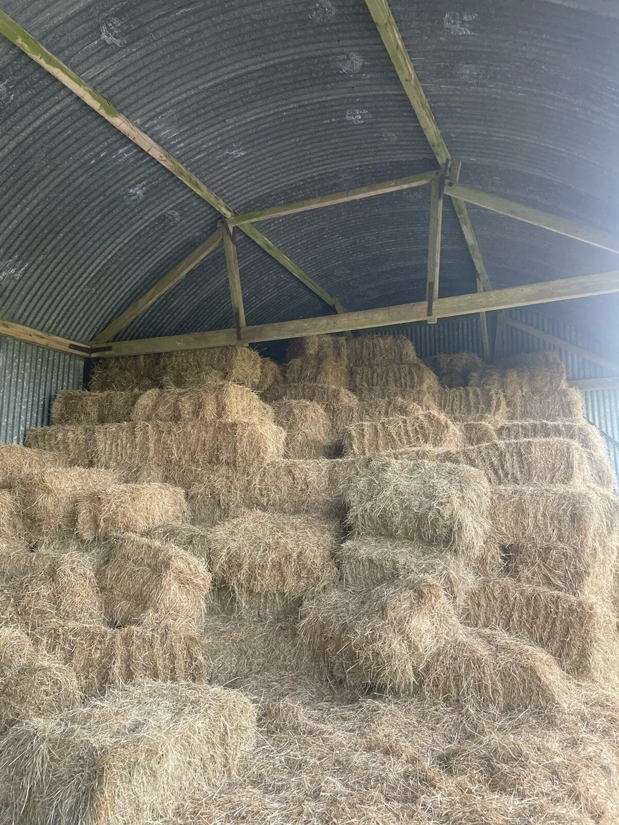 Square Bales of Hay - Image 1