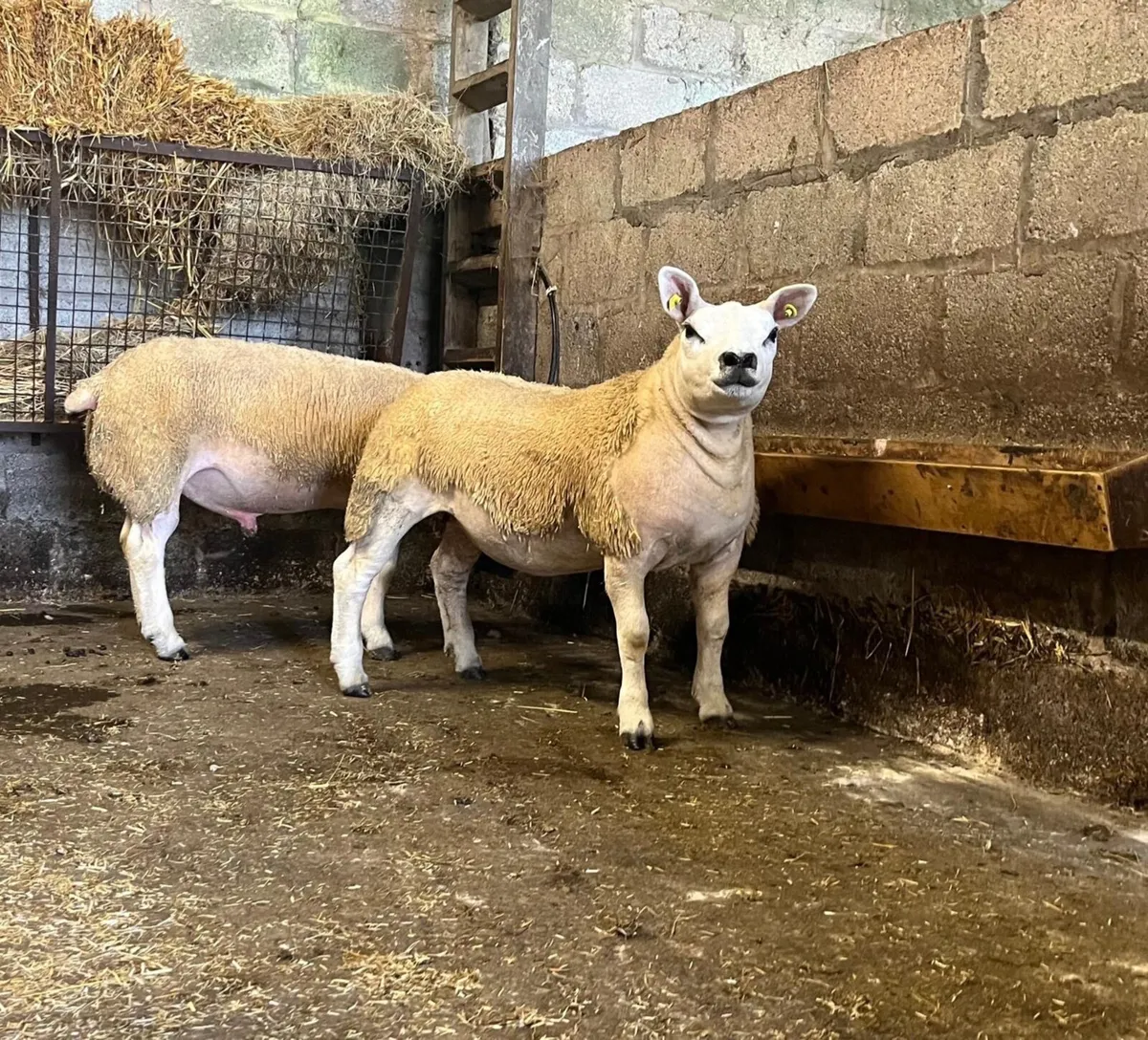 SIS Approved Texel Ram Lambs & Ewe Lambs - Image 1