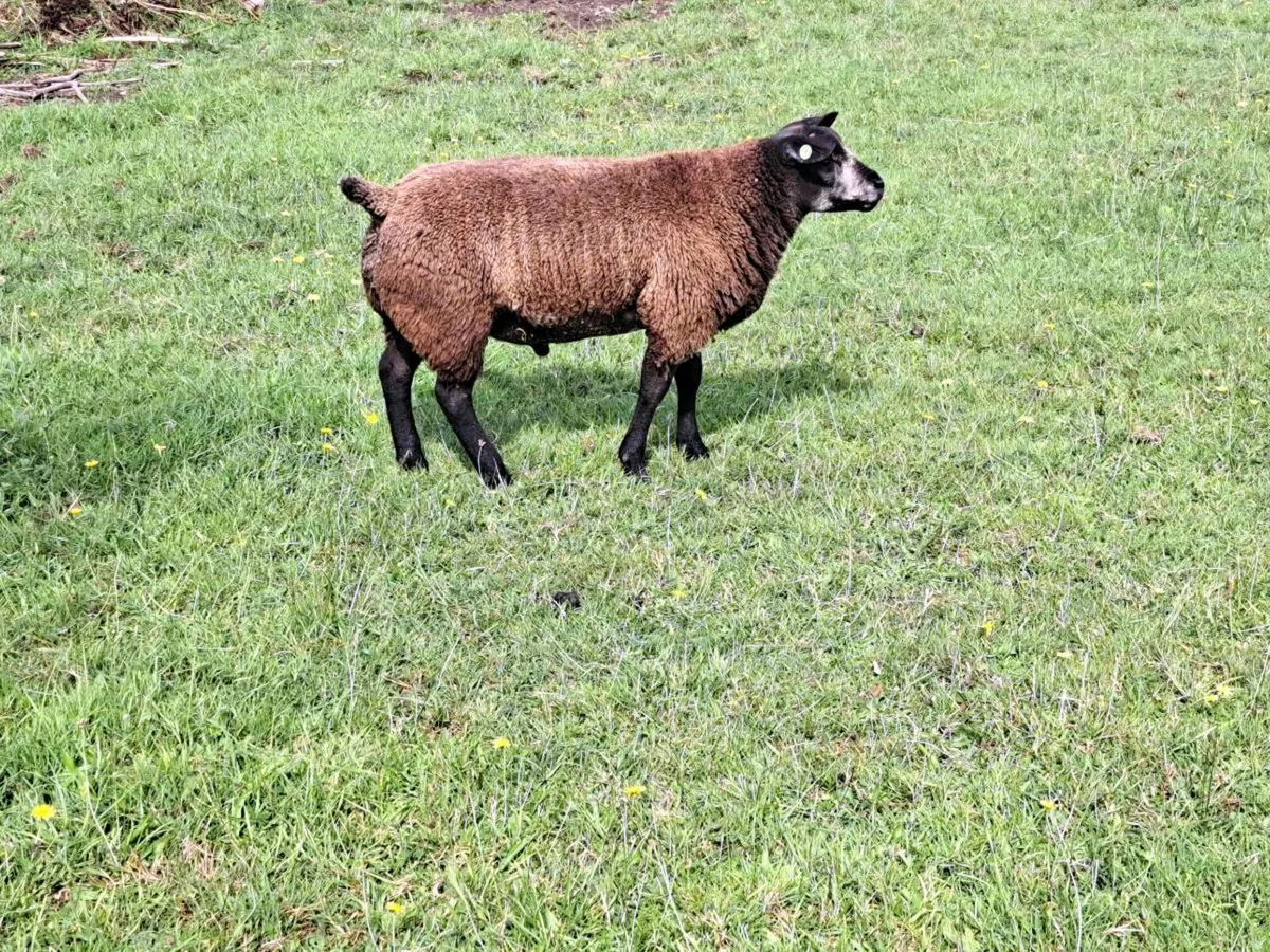 Ram lambs - Image 4