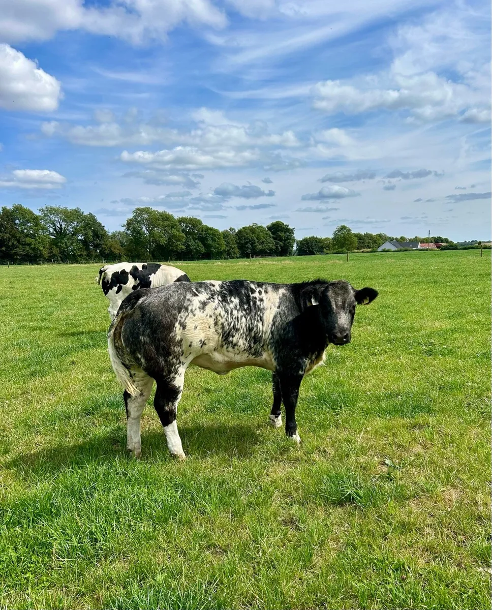 Top quality breeding heifers for Gort - Image 1