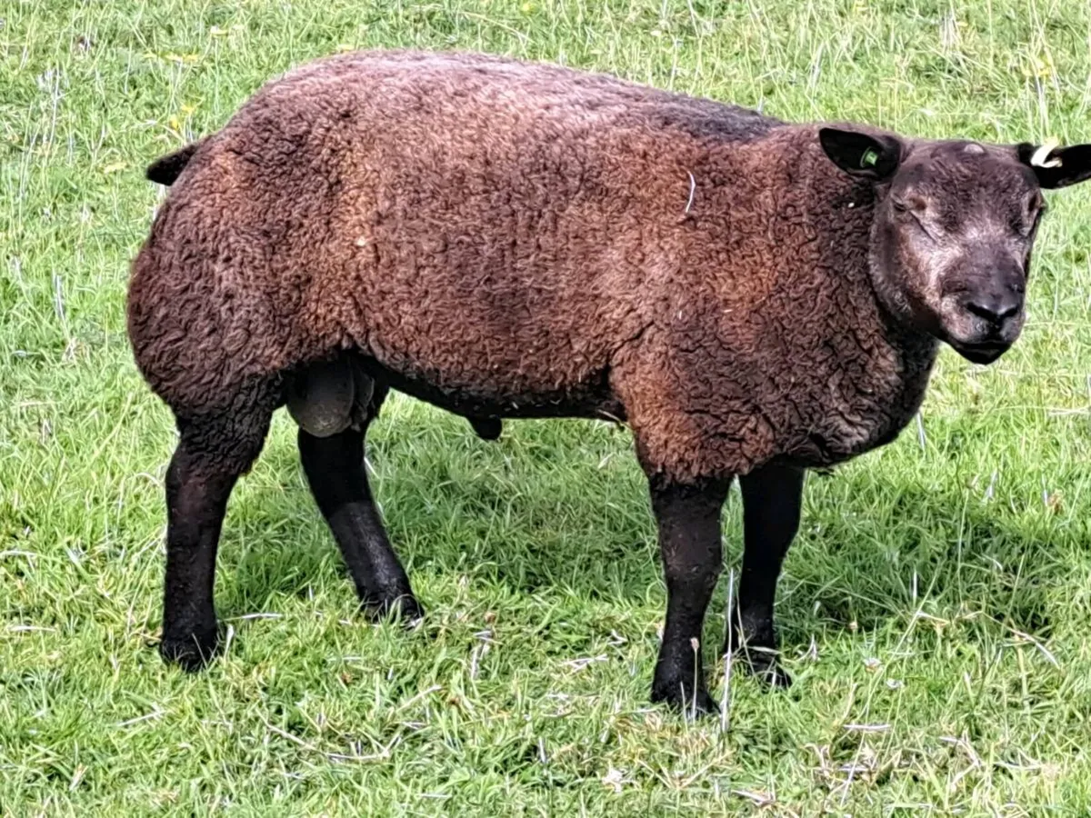 Ram lambs - Image 1
