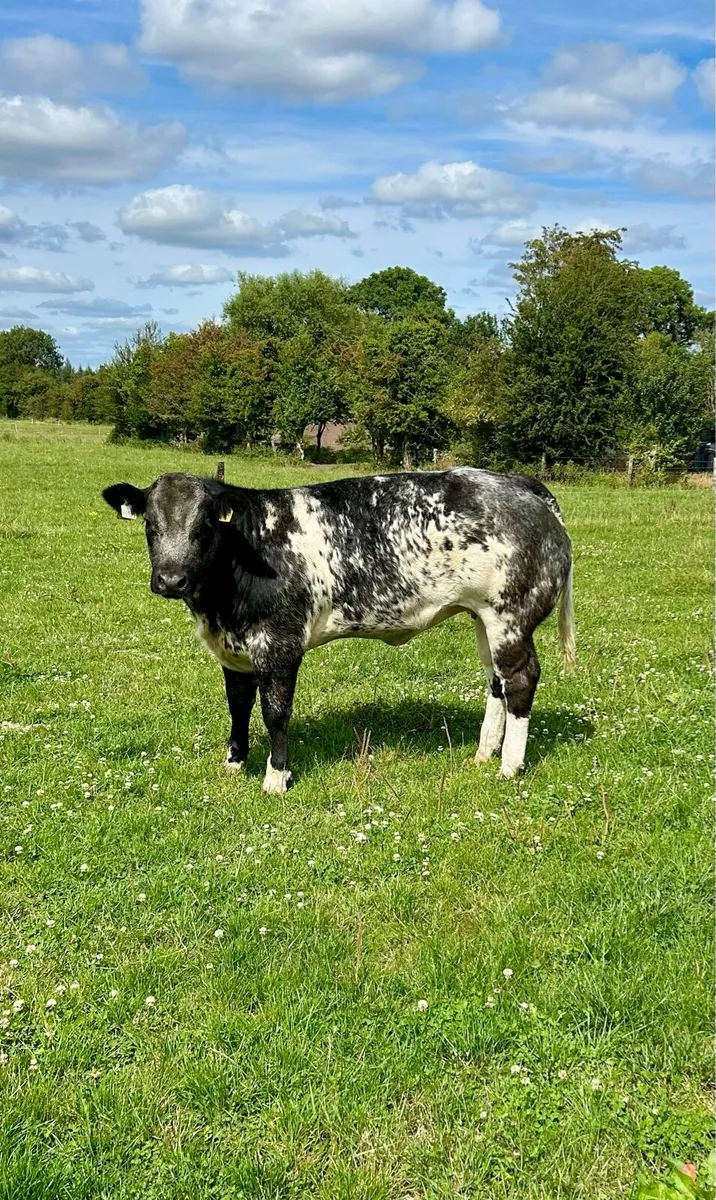 Top quality breeding heifers for Gort - Image 2