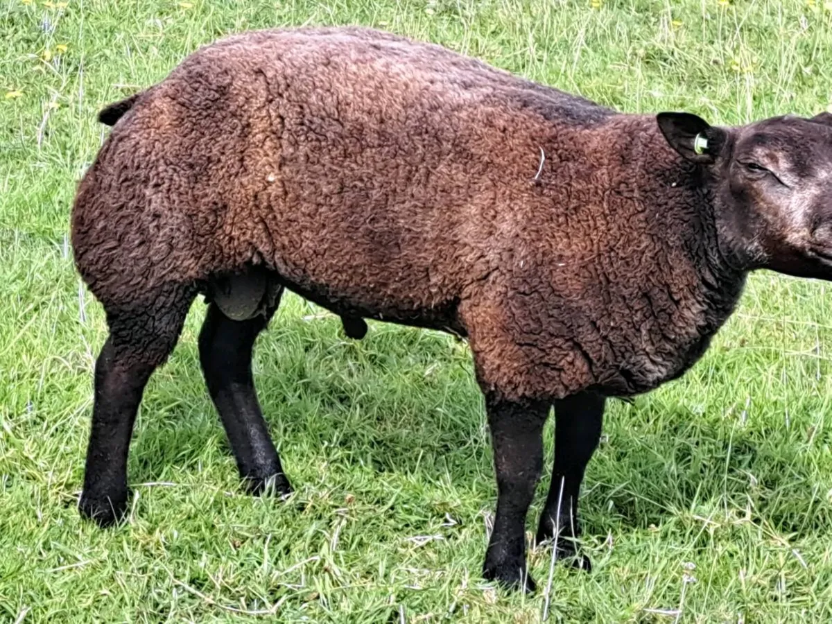 Ram lambs - Image 2