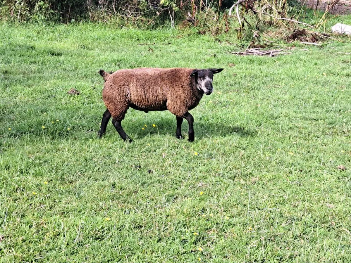 Ram lambs - Image 3